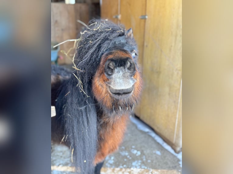 American Miniature Horse Stallion 17 years 8,1 hh Brown in Oberstaufen