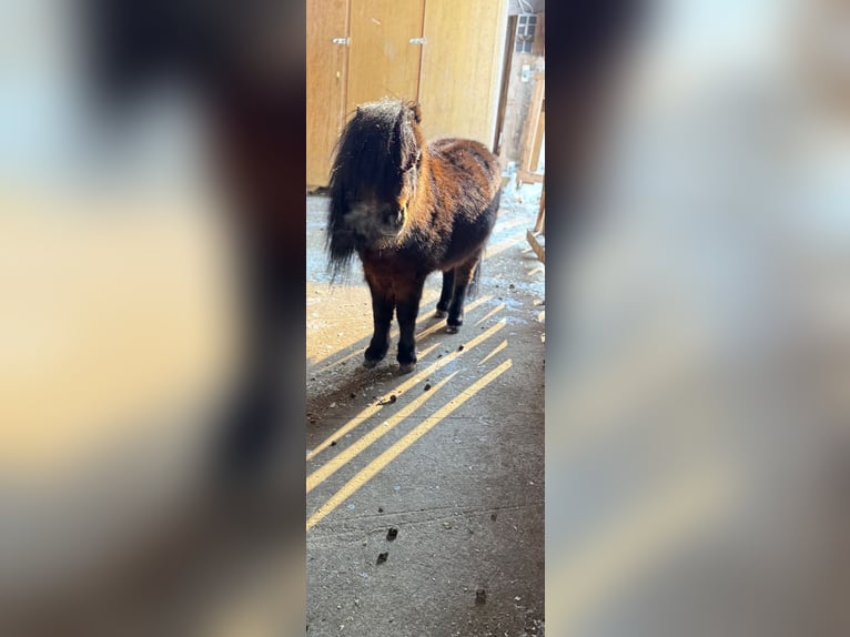 American Miniature Horse Stallion 17 years 8,1 hh Brown in Oberstaufen