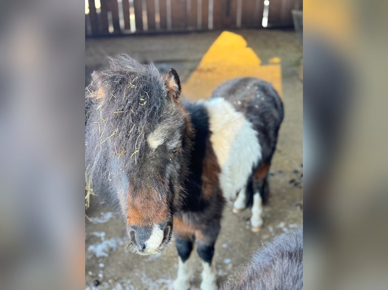 American Miniature Horse Stallion 18 years 8,1 hh Pinto in Oberstaufen