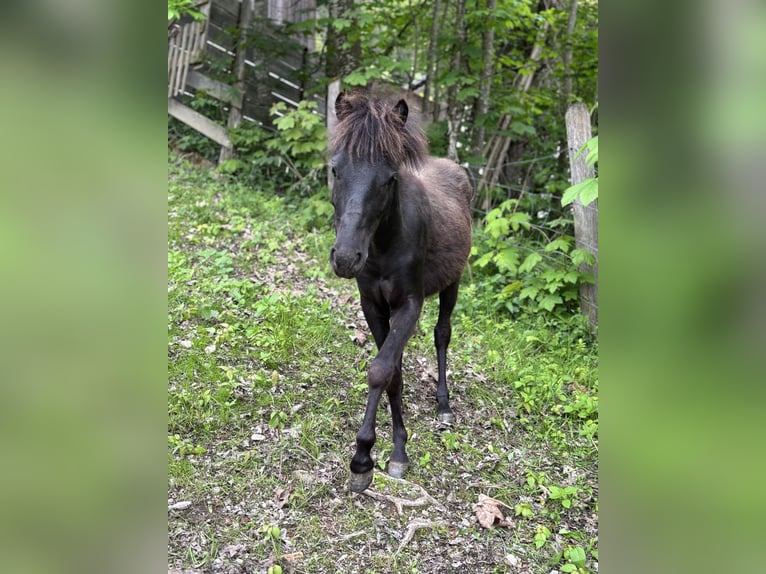 American Miniature Horse Stallion 1 year 10.1 hh Black in Wagrain