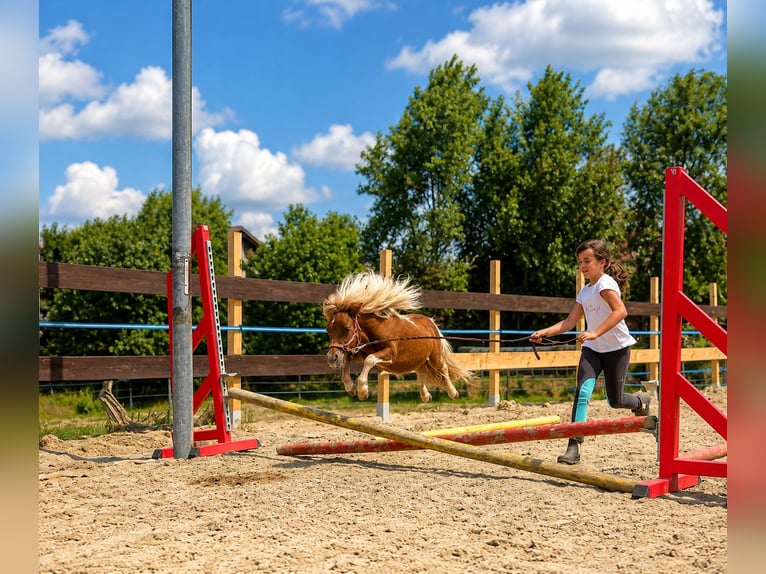 American Miniature Horse Stallion 1 year 6.1 hh Pinto in Helpfau