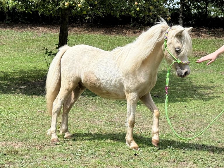 American Miniature Horse Stallion 1 year 6,3 hh Tobiano-all-colors in Herwijnen