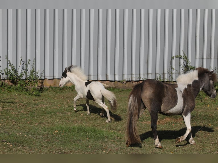 American Miniature Horse Stallion 1 year 7,3 hh Overo-all-colors in Hinterweidenthal