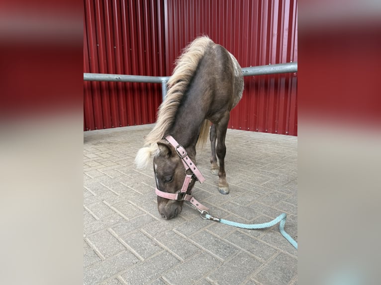 American Miniature Horse Stallion 1 year 8.1 hh  in Hennef