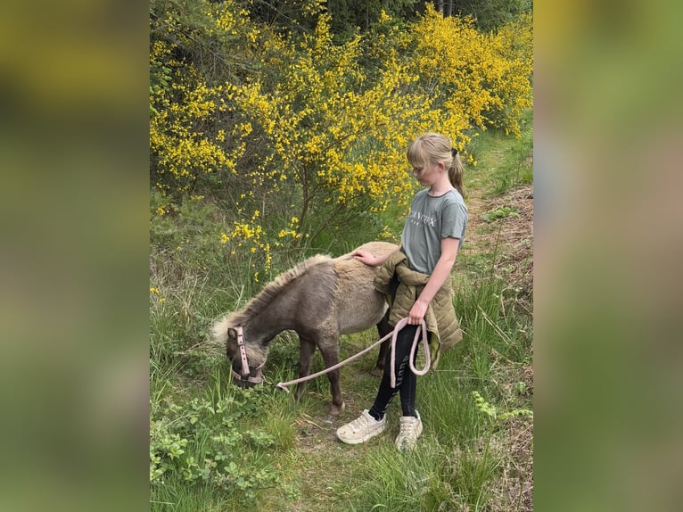 American Miniature Horse Stallion 1 year 8.1 hh  in Hennef