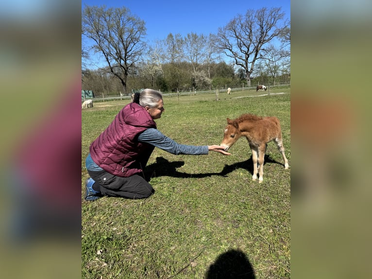 American Miniature Horse Stallion 1 year 8.1 hh  in Gardelegen