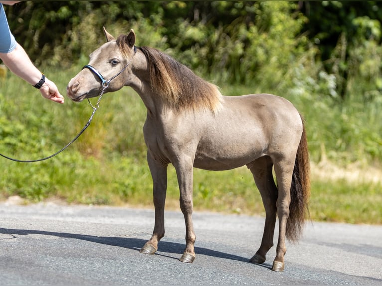 American Miniature Horse Stallion 1 year 8.1 hh  in Gardelegen