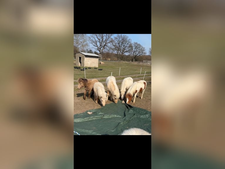 American Miniature Horse Stallion 1 year 8.1 hh  in Gardelegen