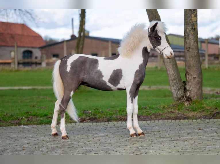 American Miniature Horse Stallion 1 year 8,1 hh Overo-all-colors in Bocholt