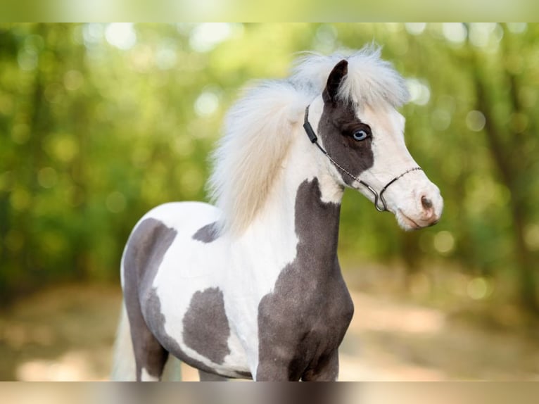 American Miniature Horse Stallion 1 year 8,1 hh Overo-all-colors in Bocholt