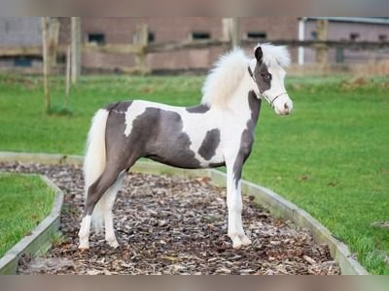 American Miniature Horse Stallion 1 year 8,1 hh Overo-all-colors in Bocholt