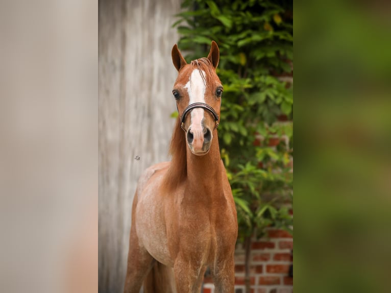 American Miniature Horse Stallion 1 year 8,3 hh Sabino in Wiekevorst