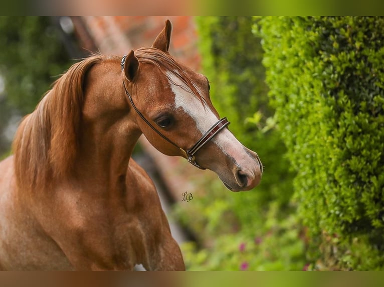 American Miniature Horse Stallion 1 year 8,3 hh Sabino in Wiekevorst