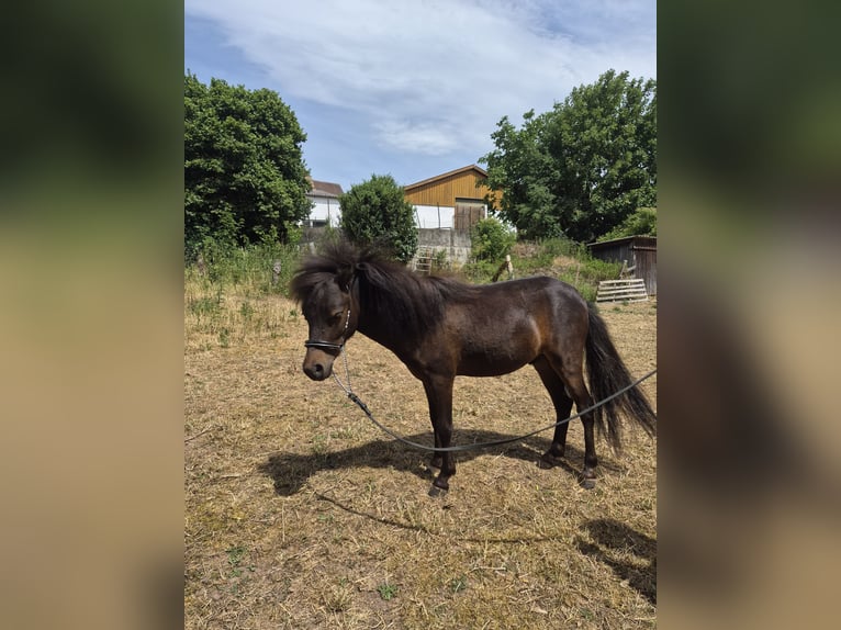 American Miniature Horse Stallion 1 year 8 hh Brown in Markt Erlbach