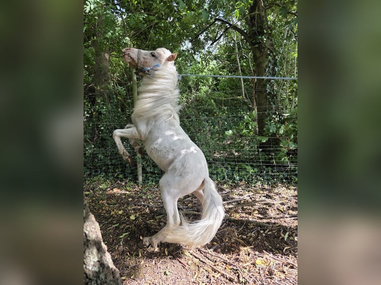 American Miniature Horse Stallion 1 year 8 hh in lincent