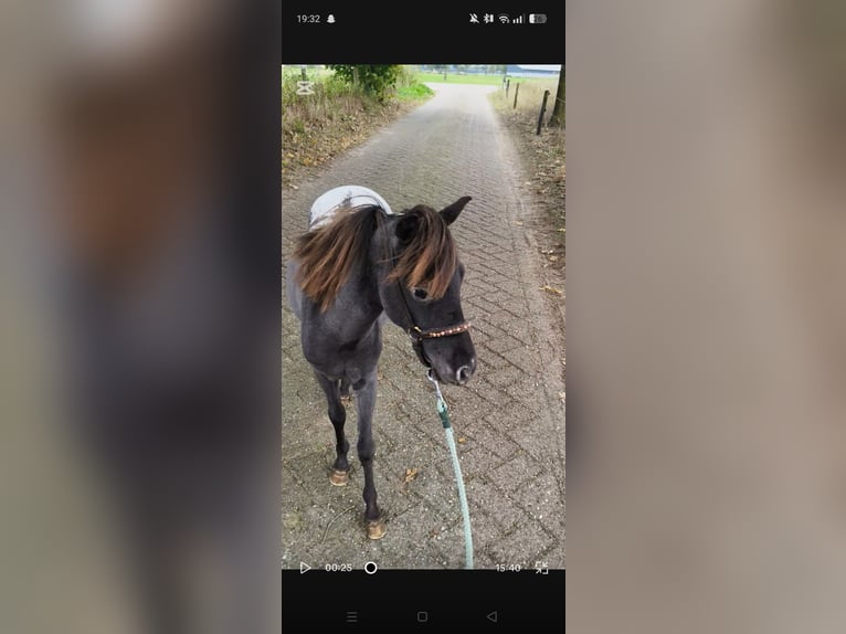American Miniature Horse Stallion 1 year 8 hh Leopard-Piebald in Raalte