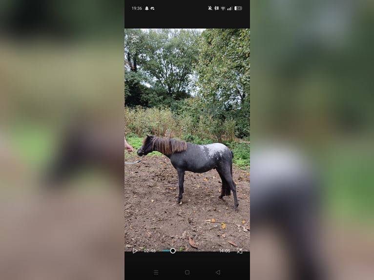 American Miniature Horse Stallion 1 year 8 hh Leopard-Piebald in Raalte