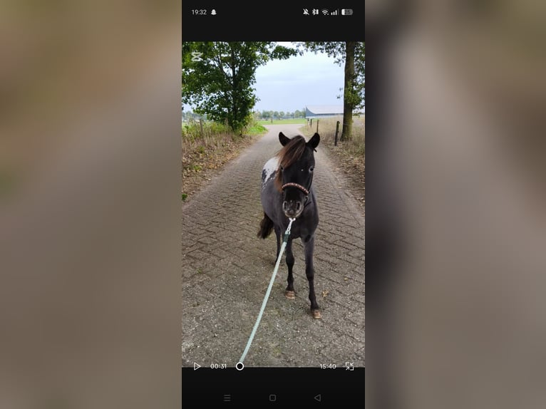 American Miniature Horse Stallion 1 year 8 hh Leopard-Piebald in Raalte