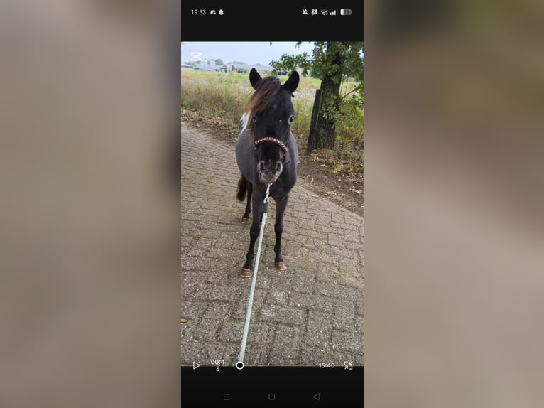 American Miniature Horse Stallion 1 year 8 hh Leopard-Piebald in Raalte