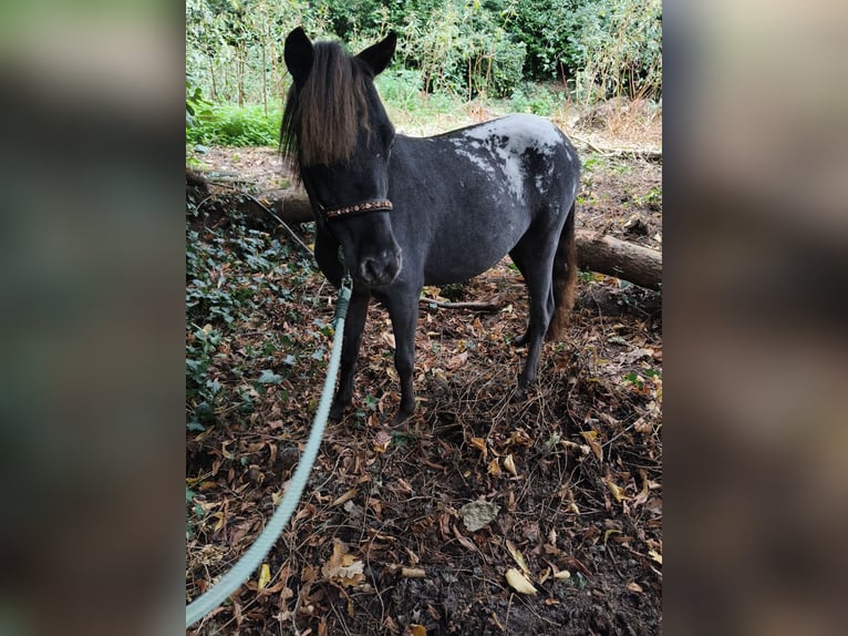 American Miniature Horse Stallion 1 year 8 hh Leopard-Piebald in Raalte