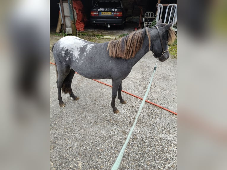 American Miniature Horse Stallion 1 year 8 hh Leopard-Piebald in Raalte