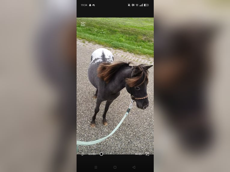 American Miniature Horse Stallion 1 year 8 hh Leopard-Piebald in Raalte