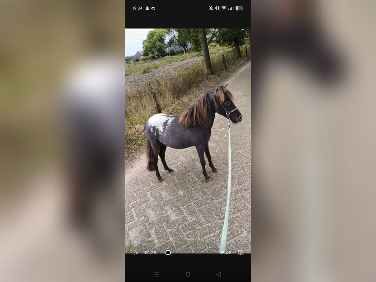 American Miniature Horse Stallion 1 year 8 hh Leopard-Piebald in Raalte