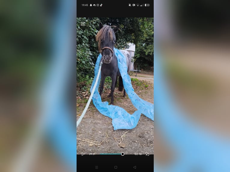 American Miniature Horse Stallion 1 year 8 hh Leopard-Piebald in Raalte