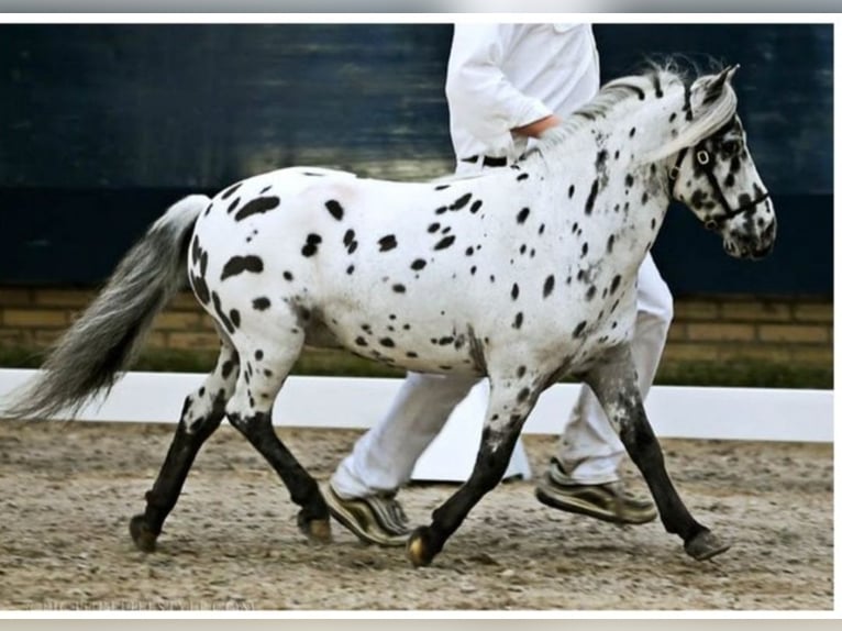 American Miniature Horse Stallion 1 year 8 hh Leopard-Piebald in Raalte