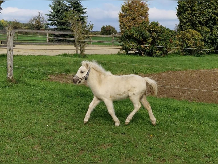 American Miniature Horse Stallion 1 year 8 hh Palomino in Balingen