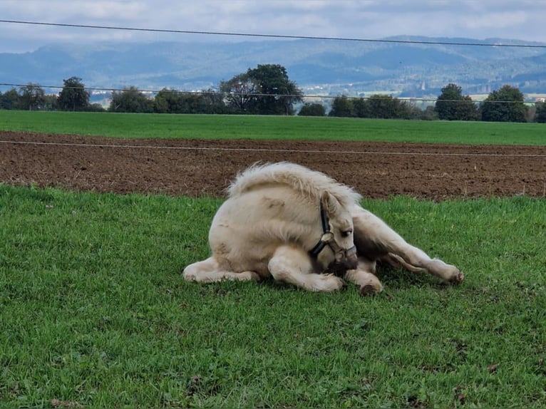 American Miniature Horse Stallion 1 year 8 hh Palomino in Balingen