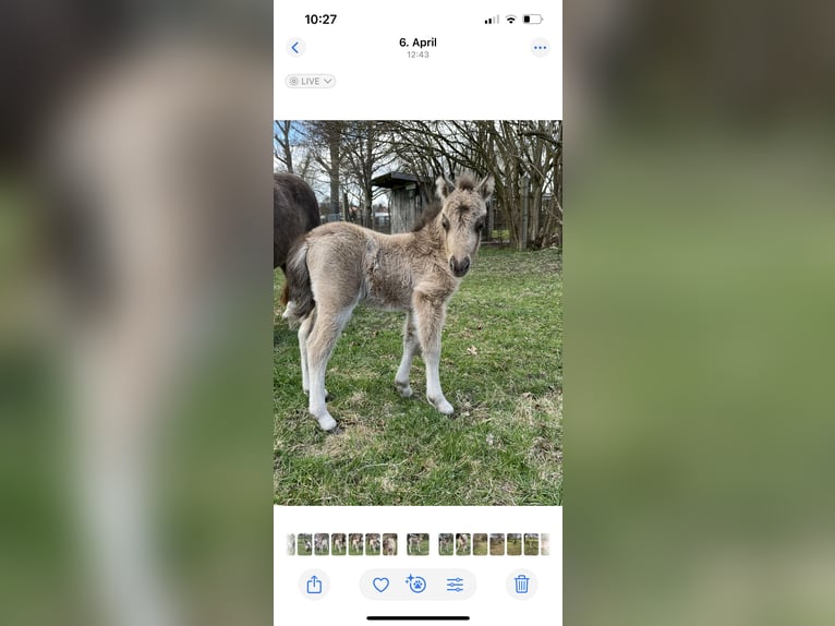 American Miniature Horse Stallion 1 year 8,1 hh Buckskin in Pritzwalk