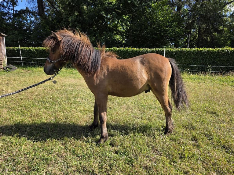 American Miniature Horse Stallion 1 year  in Büdingen
