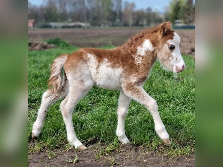 American Miniature Horse Stallion 1 year Overo-all-colors in Söhlde