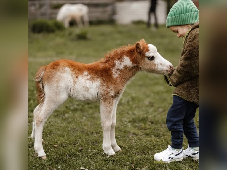 American Miniature Horse Stallion 1 year Overo-all-colors in Söhlde