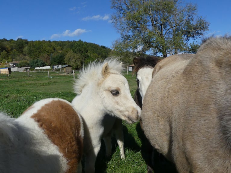 American Miniature Horse Stallion 1 year Palomino in Ponlat-Taillebourg