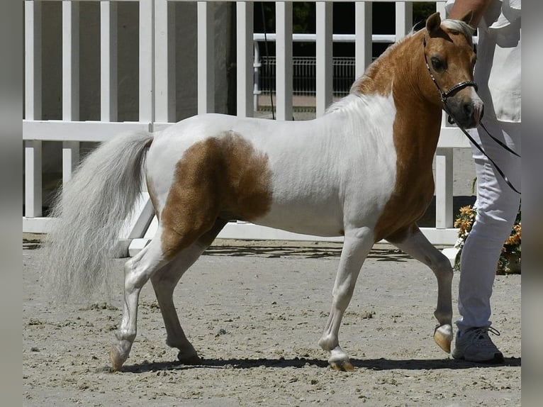 American Miniature Horse Stallion 1 year Palomino in Ponlat-Taillebourg