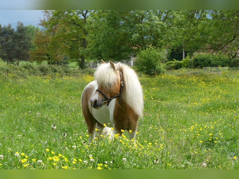 American Miniature Horse Stallion 1 year Palomino in Ponlat-Taillebourg