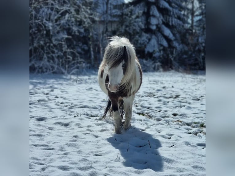 American Miniature Horse Stallion 20 years 8,1 hh Pinto in Selm