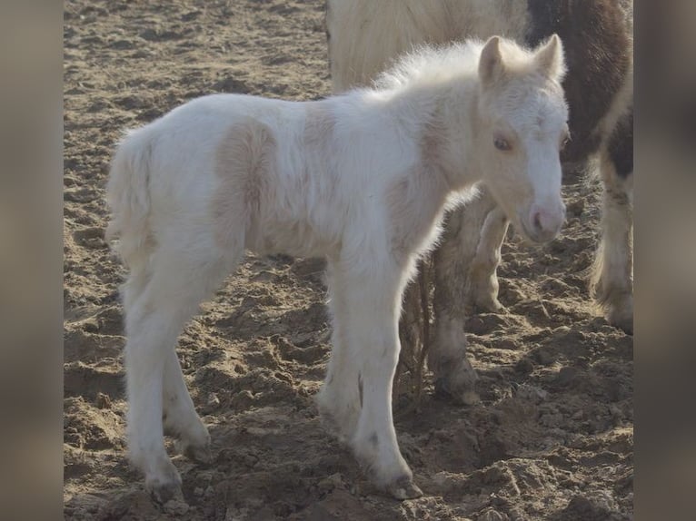 American Miniature Horse Stallion 21 years Palomino in Berd&#39;huis