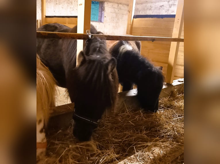 American Miniature Horse Stallion 2 years 10,2 hh Pinto in Gettnau