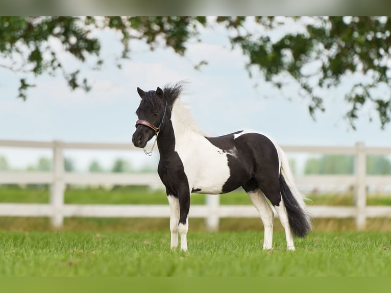 American Miniature Horse Stallion 2 years 7,2 hh Pinto in maren