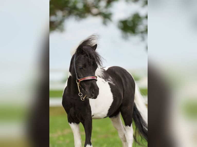 American Miniature Horse Stallion 2 years 7,2 hh Pinto in maren