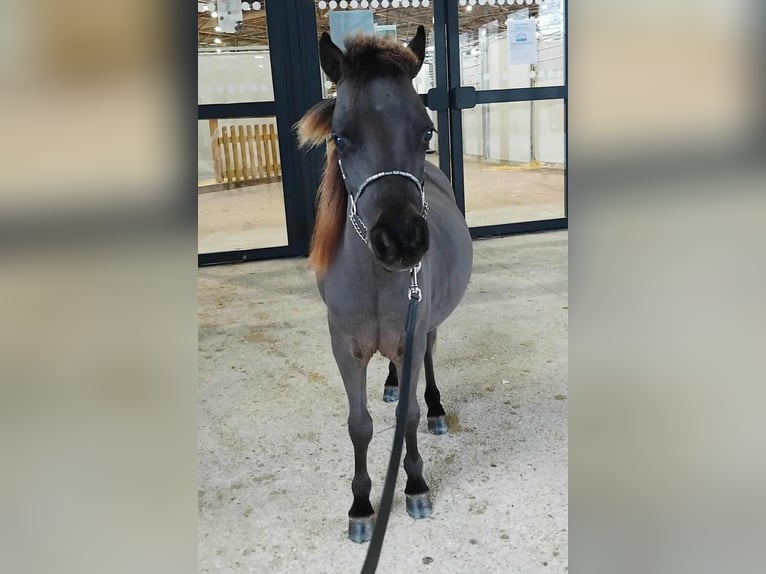American Miniature Horse Stallion 2 years 7.3 hh Bay-Dark in Glières Val de Borne
