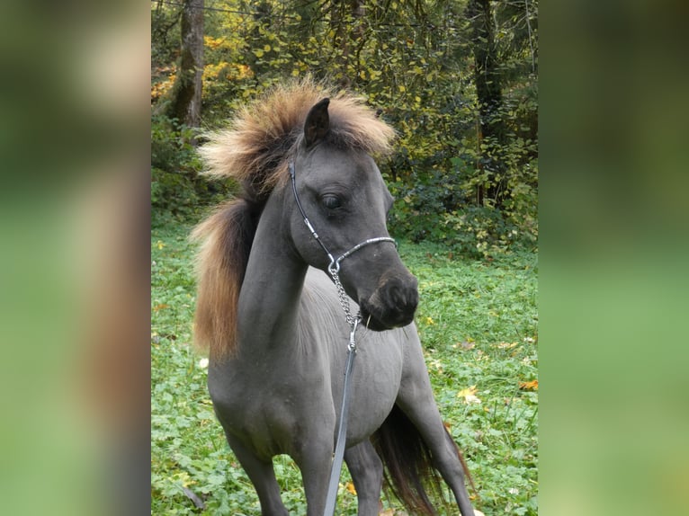 American Miniature Horse Stallion 2 years 7.3 hh Bay-Dark in Glières Val de Borne