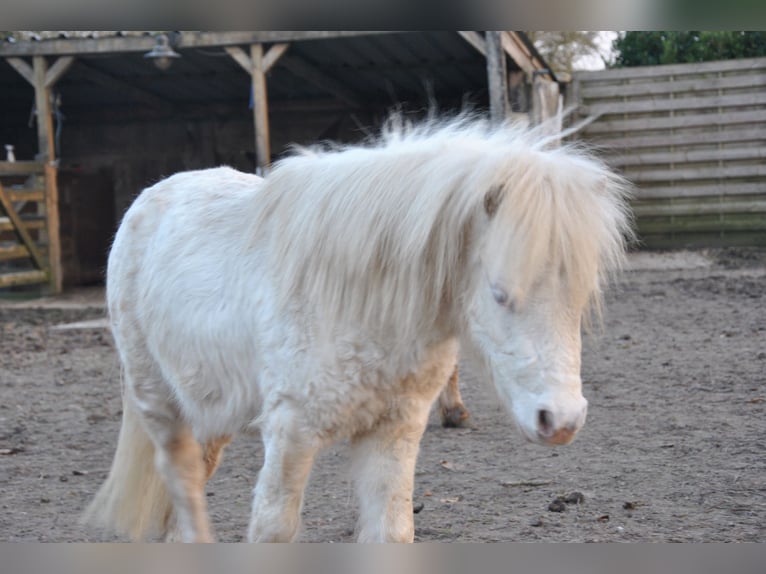 American Miniature Horse Stallion 2 years 7.3 hh Champagne in Lennik