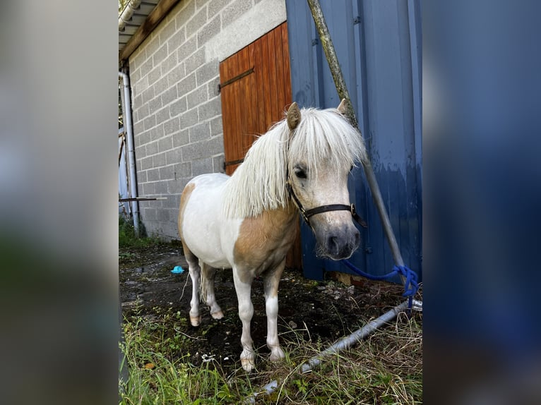 American Miniature Horse Stallion 2 years 8 hh Tobiano-all-colors in Noyers saint Martin