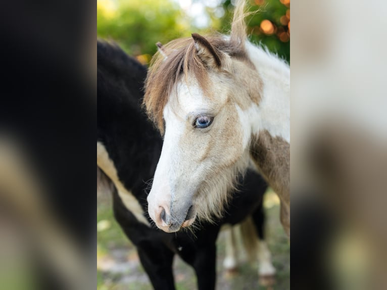 American Miniature Horse Stallion 2 years 8 hh Tovero-all-colors in Söhlde
