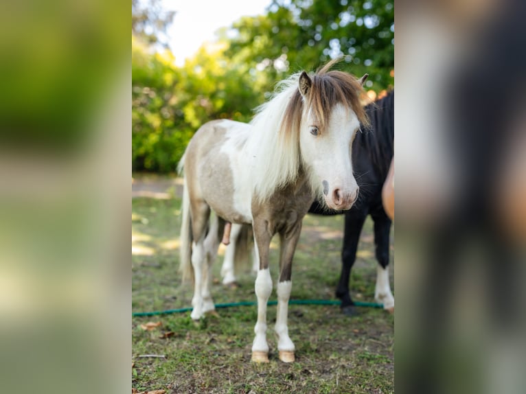American Miniature Horse Stallion 2 years 8 hh Tovero-all-colors in Söhlde