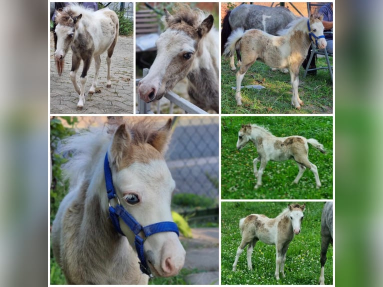 American Miniature Horse Stallion 2 years 8 hh Tovero-all-colors in Söhlde